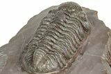 Glassy Austerops Trilobite - Jorf, Morocco #328585-4